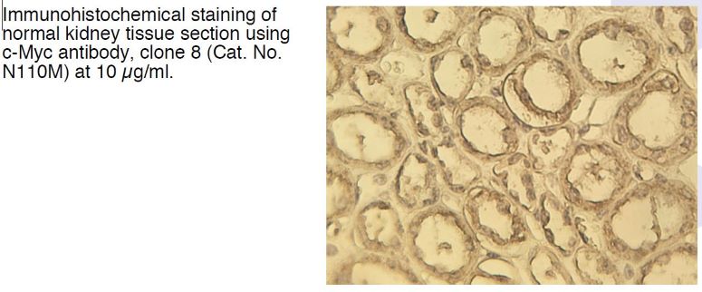 Figure 1. Immunochistochemical staining of normal kidney tissue section using c-Myc antibody, clone 8 (N110M) at 10 microgram/ml.